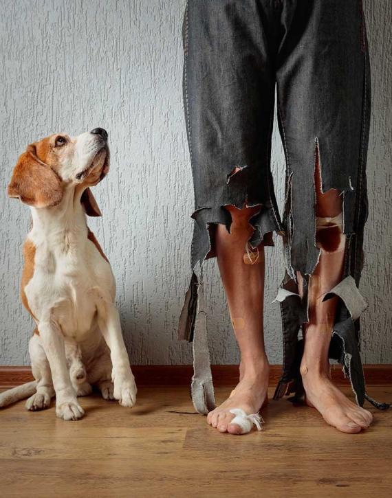 dog-bites-injuries-lawyer-lakewood-colorado-02 dog-bites-injuries-lawyer-lakewood-colorado-02
