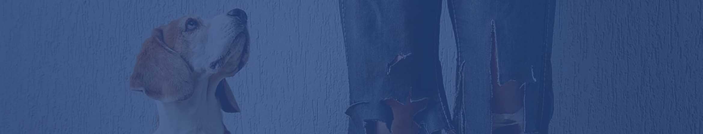 breckenridge-dog-bites-lawyer-01