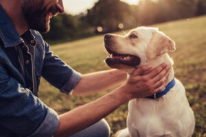 Dog Bite Awareness 
